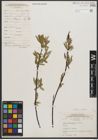 Foto von Salix petiolaris Sm.
